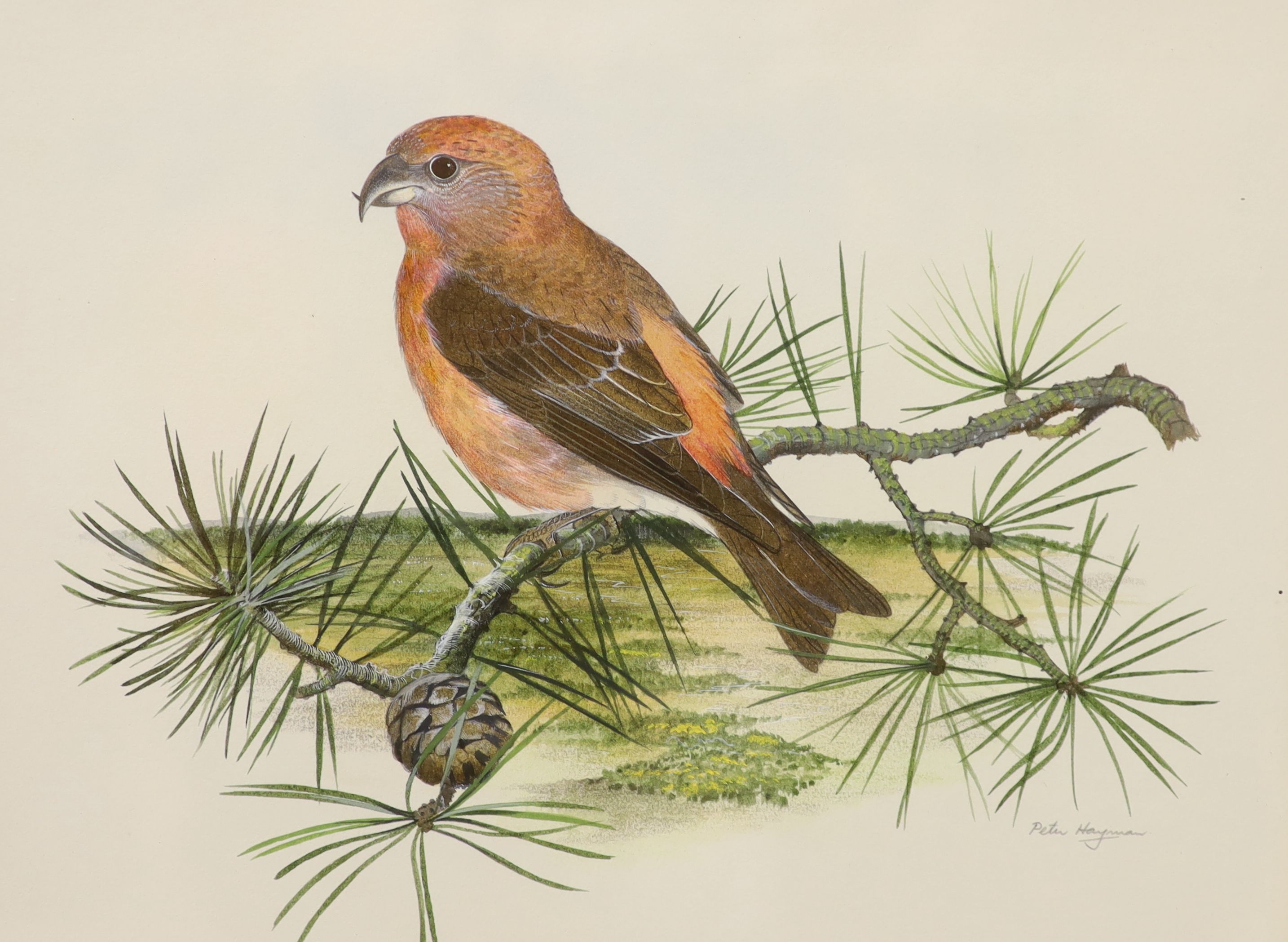 Peter Hayman (1930-), watercolour, Crossbill on a pine branch, signed, 23 x 30cm